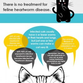 Free Heartworm infographic for cats - Allivet