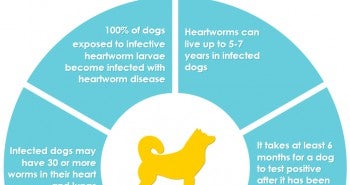 Heartworm infographic for dog - Allivet