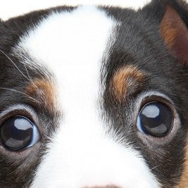 Top 4 eye problems affecting dogs