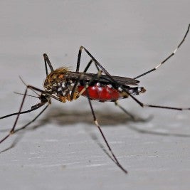 mosquito zika virus