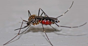 mosquito zika virus