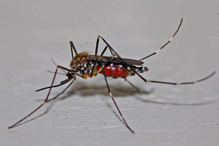 mosquito zika virus