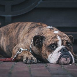 sick dog - parvovirus your dogs worst friend