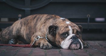 sick dog - parvovirus your dogs worst friend
