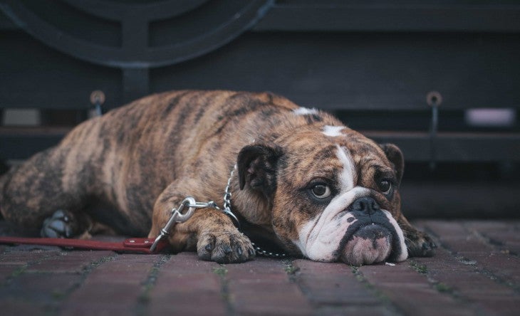 sick dog - parvovirus your dogs worst friend