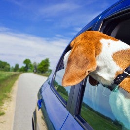 beagle with head outside car window - Don’t Let Your Pet Be a Driving Distraction
