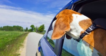 beagle with head outside car window - Don’t Let Your Pet Be a Driving Distraction