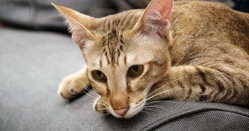 tabby cat - Feline Distemper: Your Cat’s Worst Nightmare