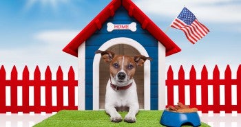dog in patriotic dog house