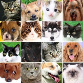 dogs and cats collage