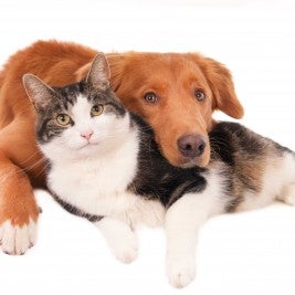 dog and cat resting together