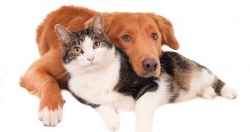 dog and cat resting together