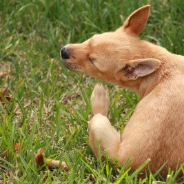 dog scratching on grass