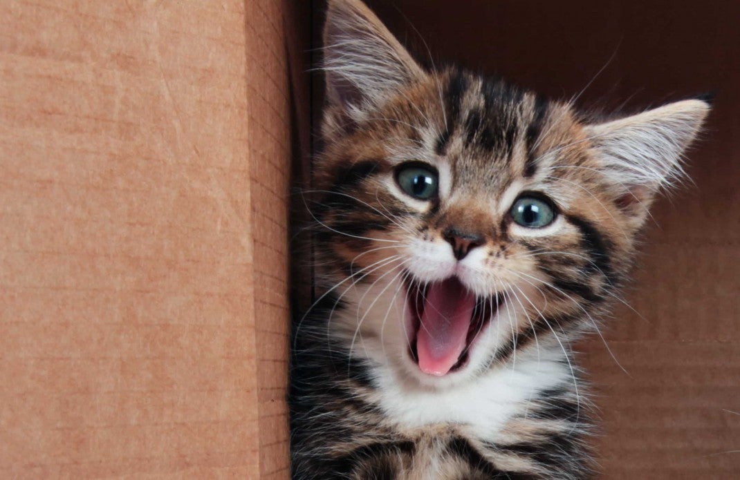 Kitten in a box