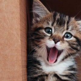 Kitten in a box