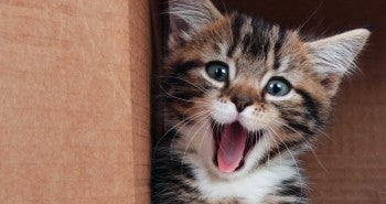 Kitten in a box