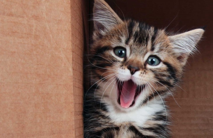 Kitten in a box
