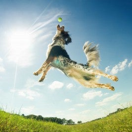 dog jumping up to catch ball