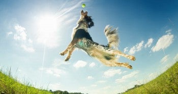 dog jumping up to catch ball