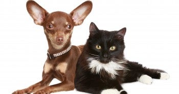 brown chihuahua and tuxedo cat
