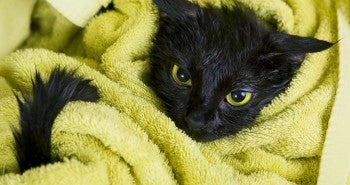 black cat wrapped in green towel_how to bathe your cat