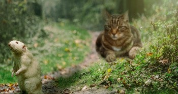 cat stalking mouse - cats giving hunting gifts