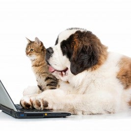cat dog laptop healthy treats for pets