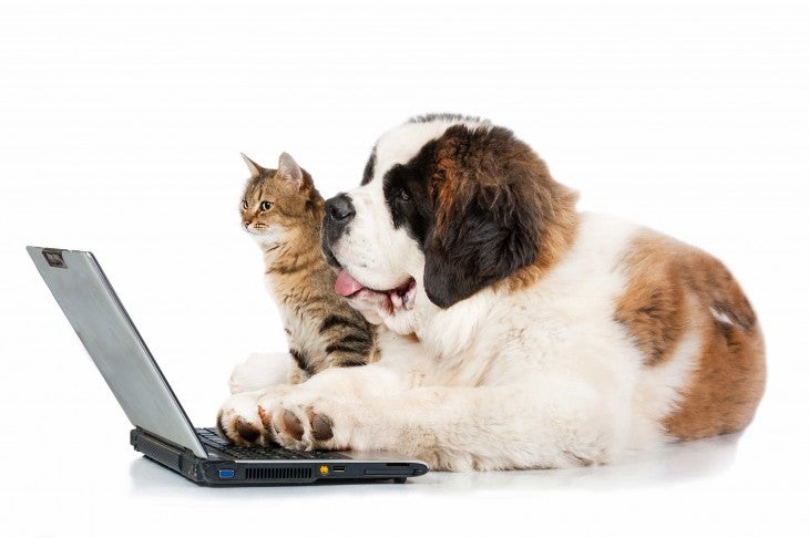 cat dog laptop healthy treats for pets