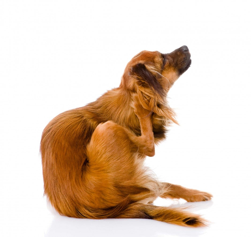 dog scartching food allergies