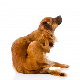 dog scartching food allergies