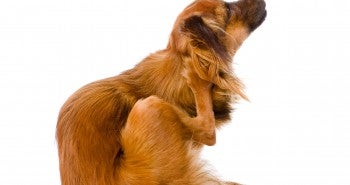 dog scartching food allergies