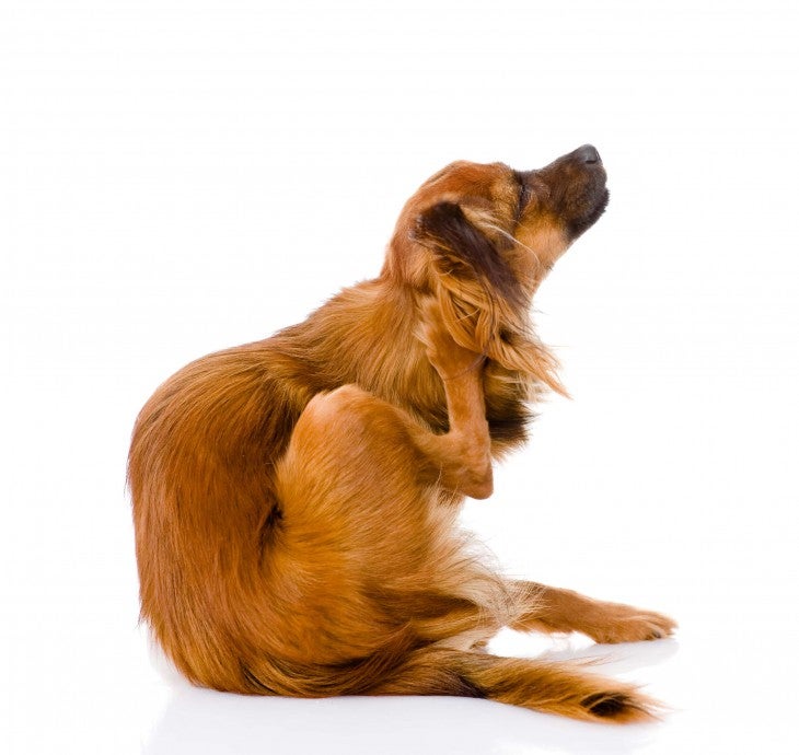 dog scartching food allergies