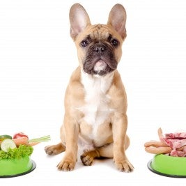 dog vegetables meat