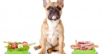 dog vegetables meat