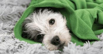 dog with green blanket - diabetic