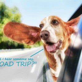 dog with head out car window Tips for Going on a Road Trip with Pet
