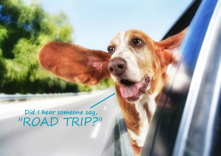dog with head out car window Tips for Going on a Road Trip with Pet