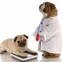 pug bulldog dog obesity