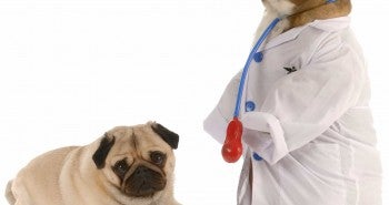 pug bulldog dog obesity