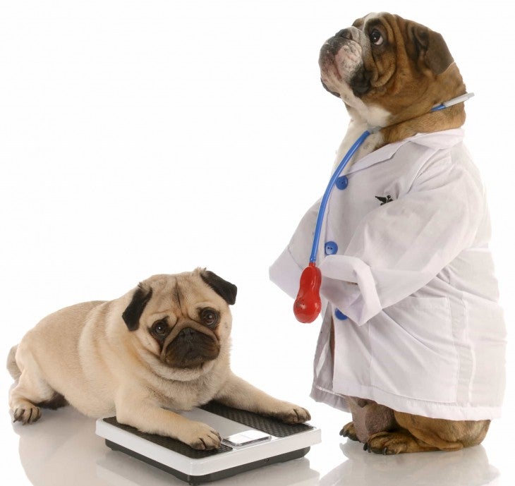pug bulldog dog obesity