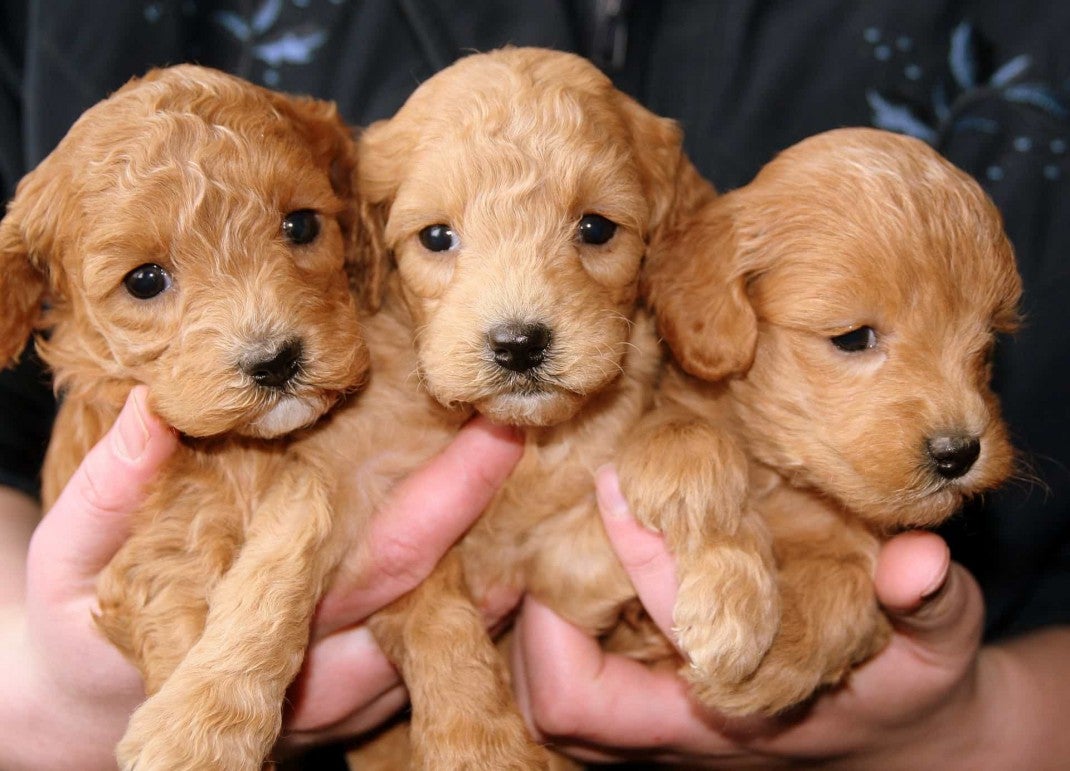 three puppies - When’s the Best Time to Remove a Puppy from Its Mother