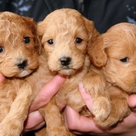 three puppies - When’s the Best Time to Remove a Puppy from Its Mother