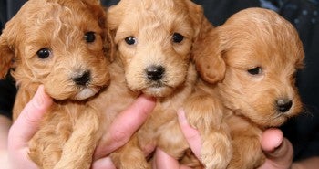 three puppies - When’s the Best Time to Remove a Puppy from Its Mother