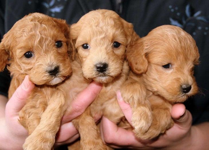 three puppies - When’s the Best Time to Remove a Puppy from Its Mother