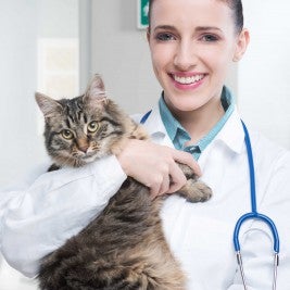vet with cat - hairballs in cats symptoms and remedies