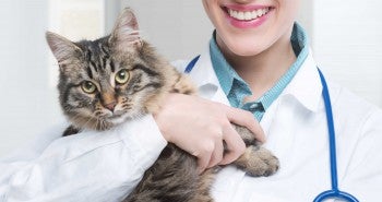 vet with cat - hairballs in cats symptoms and remedies