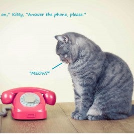 7 Simple Tips to Training Your Cat