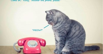7 Simple Tips to Training Your Cat