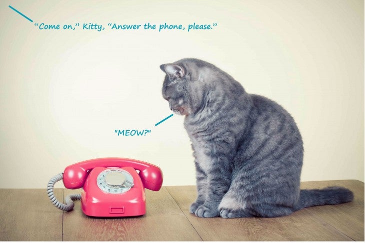7 Simple Tips to Training Your Cat