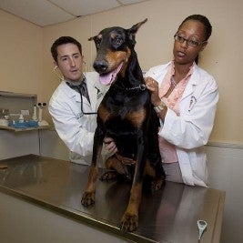 doberman dog veterinarian